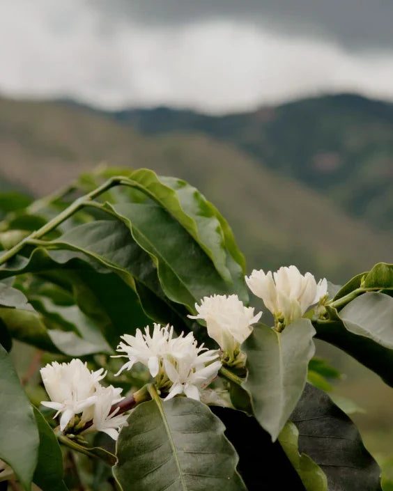Foto: flores blancas del cafeto